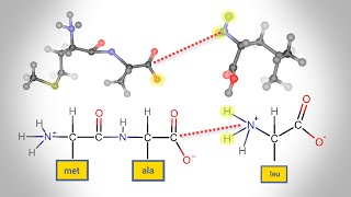 Peptide Bond Formation  Animation [upl. by Ramej]