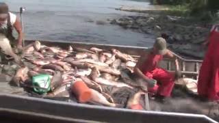 Chinese Fishing Company Harvesting Asian Carp [upl. by Olmstead]