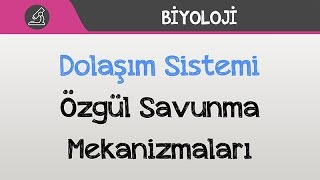 Dolaşım Sistemi  Özgül Savunma Mekanizmaları [upl. by Salema]