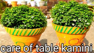 complete care of table kamini plant  how to get more growth on table kamini [upl. by Ryan592]