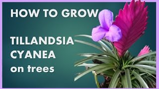 How to grow Tillandsia Cyanea on trees [upl. by Eilatan]