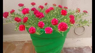 How to grow RED Pathumani Table RoseMoss RosePortulaca Grandiflora whatsapp 9361427377 [upl. by Ashford]