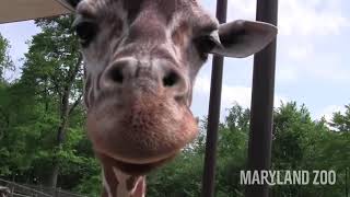 Giraffe Feeding at the Maryland Zoo [upl. by Marna]