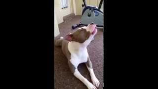 Pitbull howling [upl. by Keelby]