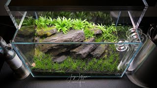 DRY START Nano Aquscape  UNBELIEVABLE PLANT GROWTH [upl. by Leahcimrej681]