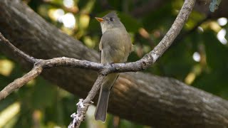 Greater Pewee and its Call [upl. by Eilrak]