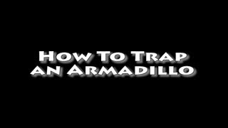 How To Trap an Armadillo [upl. by Ruosnam]