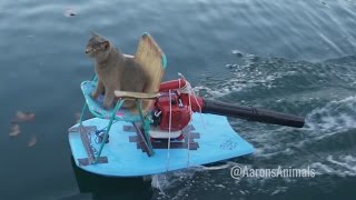 Homemade Jet Ski  Aarons Animals [upl. by Dorree]