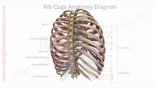 Detailed Rib Cage Anatomy with Parts Names amp Diagram  HumanBodyPartsAnatomycom [upl. by Ioab]