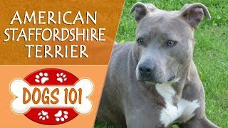 Dogs 101  AMERICAN STAFFORDSHIRE TERRIER  Top Dog Facts About the AMERICAN STAFFORDSHIRE TERRIER [upl. by Annaeed]