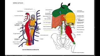 10 6 Système AZYGOS rapport de loesophage [upl. by Russian618]