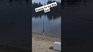 Fishing for big river Blue catfish STAY TUNED [upl. by Fording677]