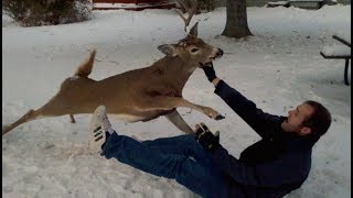 Deer attacks compilation [upl. by Dragoon]