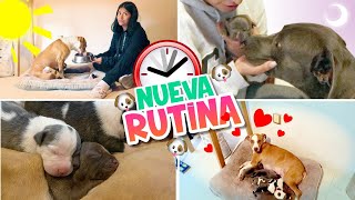 💕RUTINA CON LOS BEBÉS DE MASHA Y OSO 🐕‍🦺🍼 ¡CADA DÍA ESTAN MÁS GRANDES😱  CONNY MERLIN [upl. by Niret404]