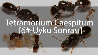 Tetramorium Caespitum Journal  Günlük  6 [upl. by Eidson758]