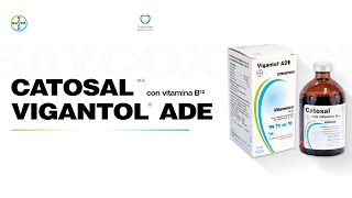 En Voz Del Experto Bayer Uso de Catosal y Vigantol ADE para mejorar la fertilidad y producción [upl. by Ehud]