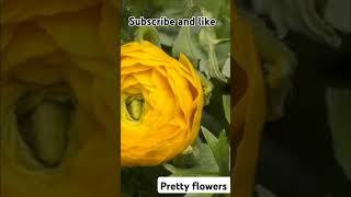 pretty flowers 🌷2024 putuli please subscribe and like [upl. by Sirovart]