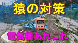 【電気柵で猿害対策】サルなどの野生動物から農作物を守る [upl. by Annerahs]