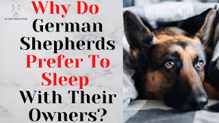 Why Do German Shepherds Prefer To Sleep With Their Owners [upl. by Ibbob]