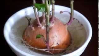 Growing Sweet Potato Ipomoea batatas Indoors Pleasantville New York [upl. by Bella]