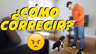 Cómo corregir a un Perro ❌🐶  Adiestramiento Canino 📝 [upl. by Ecitsuj]