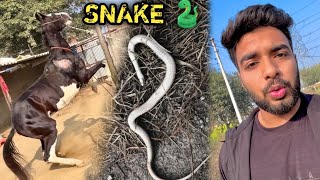 साँप 🐍 Mil Gya KENNEL Ke Bahar 😱 [upl. by Wichern]