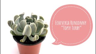 Echeveria Runyonii Topsy turvy  Separando hijuelos y cuidados [upl. by Mahtal868]