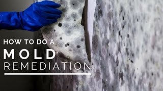 How To Do a Mold Remediation In Your Home [upl. by Dorcy]