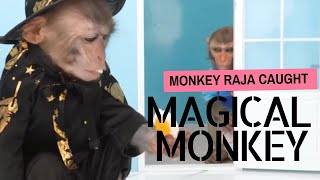 Monkey Raja caught the magical monkey😯 Monkey Raja [upl. by Simeon]