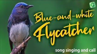 Blueandwhite Flycatcher Nature Bird Sounds for Relax [upl. by O'Doneven]