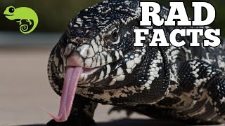 Argentine Tegus  21 Stinkin Rad Facts [upl. by Domini]