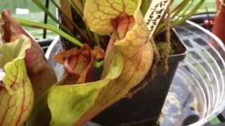 Sarracenia Purpurea care [upl. by Stila118]