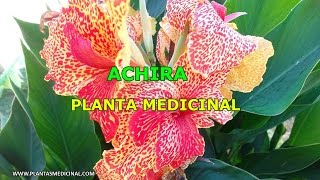 La Achira  Propiedades y Beneficios  Planta Medicinal [upl. by Anitsihc]