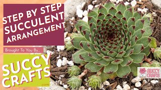 Transplanting Sempervivum Hens and Chicks Succulents [upl. by Ailes313]