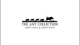 The Ant Collection  Owner Insights with Ant amp Tessa Baber [upl. by Alleinad]