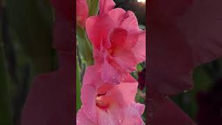 Pink Gladiola After Rain Shower at Ward’s Farm NJ [upl. by Rebe]