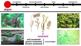 Overview of Plant Classification Vascular and Nonvascular Plants [upl. by Ahteres]