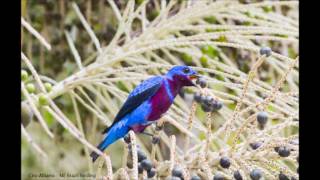 Banded Cotinga  Crejoá  Cotinga Maculata [upl. by Aleafar]