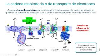 Fosforilación oxidativa [upl. by Netsuj]