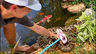 SAVING Priceless KOI From GIANT SNAKE [upl. by Sil539]