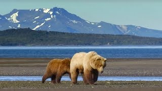 Grizzly Bear Hunts For Clams  Wild Alaska  BBC Earth [upl. by Templas]