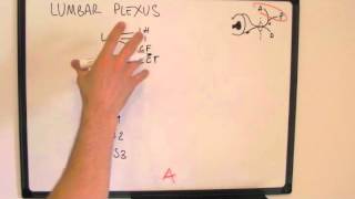 Memorising the Lumbar Plexus  easy way to draw it [upl. by Carry]