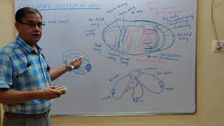 Circulatory system in Unio Lamellidens [upl. by Ashok648]