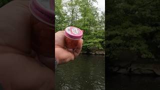 Rainbow trout hits Pautzke Balls O fire Salmon eggs troutfishing pautzkebaitco [upl. by Corneille]