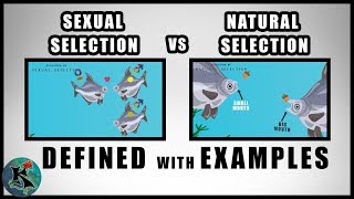 Sexual Selection vs Natural Selection  A Comparison of  Koaw Nature [upl. by Baudelaire]