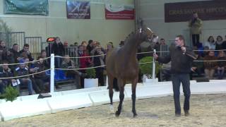 Salon des Etalons du Lion dAngers 2013  Tiger Groom [upl. by Ronald]