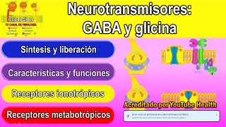 Neurotransmisores  Sistema nervioso central  GABA neurotransmisor  Glicina neurotransmisor [upl. by Ytnom944]