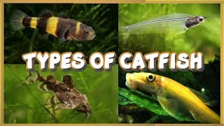 Types of Catfish for Aquarium [upl. by Christean]