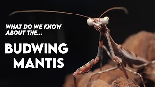 Parasphendale affinis Budwing mantis Husbandry and Facts HUSBANDRY [upl. by Mirisola575]