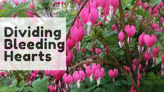 💗How to Divide Bleeding Hearts  Y Garden💗 [upl. by Frolick227]